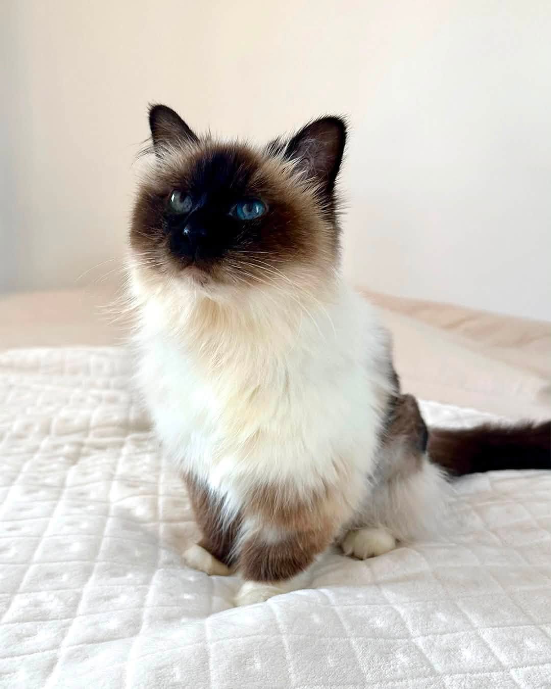 Miso