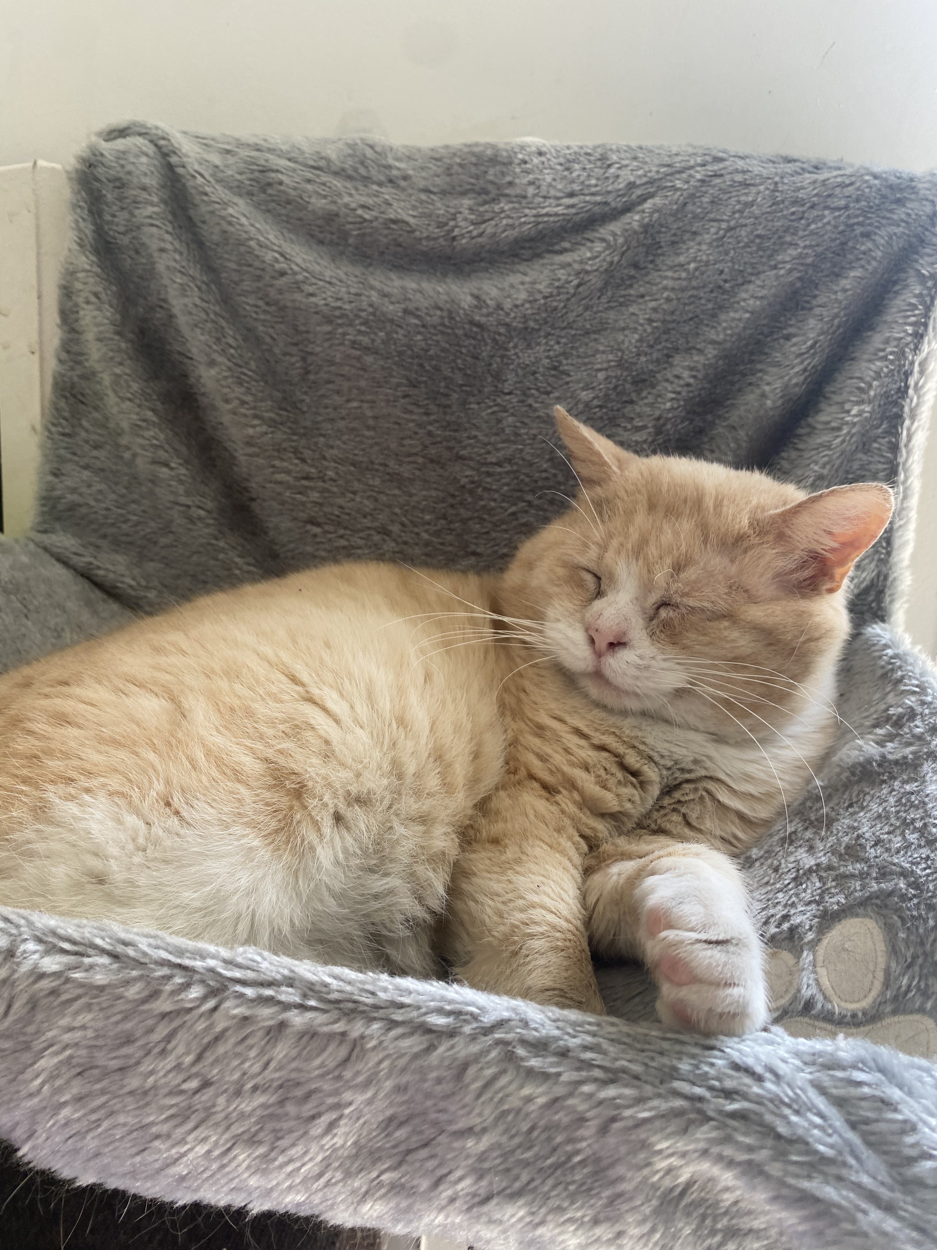 Oscar